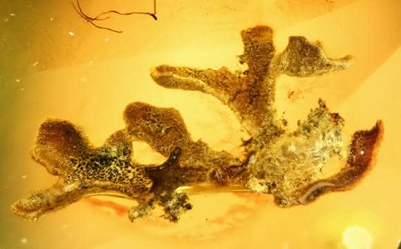 Blattflechte aus Baltischem Bernstein. (Foto: Alexander Schmidt, Universität Göttingen, und Nature Plants)
