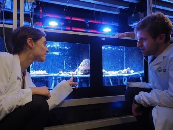 Claudia Pogoreutz und Nils Rädecker bei der experimentellen Arbeit. (© KAUST) Claudia Pogoreutz und Nils Rädecker bei der experimentellen Arbeit. (© KAUST)