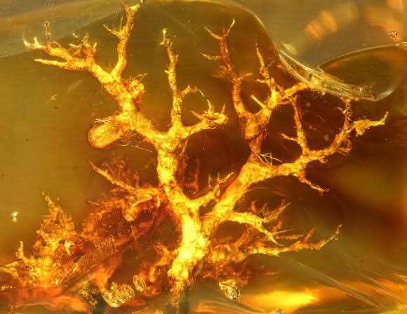 Strauchflechte aus Baltischem Bernstein. (Foto: Alexander Schmidt, Universität Göttingen, und Nature Plants)