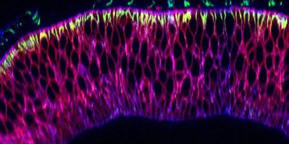 Nanobodies Nanobodies