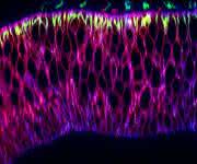 Nanobodies Nanobodies