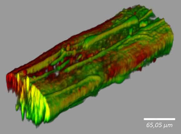 Mikrofaser mit Shewanella oneidensis-Bakterien Mikrofaser mit Shewanella oneidensis-Bakterien