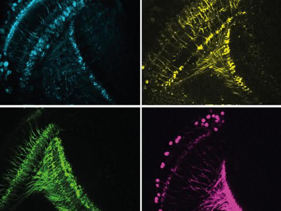 Das Fliegenhirn errechnet aus den Signalen verschiedener Zelltypen (vier davon hier farblich dargestellt) Bewegungen – wobei die Bewegungserkennung schneller wird, sobald sich die Tiere bewegen. (© MPI für Neurobiologie / Meier, Serbe & Arenz) Das Fliegenhirn errechnet aus den Signalen verschiedener Zelltypen (vier davon hier farblich dargestellt) Bewegungen – wobei die Bewegungserkennung schneller wird, sobald sich die Tiere bewegen. (© MPI für Neurobiologie / Meier, Serbe & Arenz)