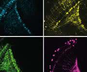 Das Fliegenhirn errechnet aus den Signalen verschiedener Zelltypen (vier davon hier farblich dargestellt) Bewegungen – wobei die Bewegungserkennung schneller wird, sobald sich die Tiere bewegen. (© MPI für Neurobiologie / Meier, Serbe & Arenz) Das Fliegenhirn errechnet aus den Signalen verschiedener Zelltypen (vier davon hier farblich dargestellt) Bewegungen – wobei die Bewegungserkennung schneller wird, sobald sich die Tiere bewegen. (© MPI für Neurobiologie / Meier, Serbe & Arenz)