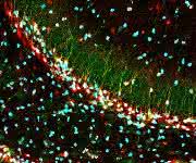 Bildung neuer Nervenzellen im Hippocampus der Maus. DBI (Diazepam binding inhibitor) ist rot gefärbt, die beiden Stammzellmarker Nestin und SOX2 sind grün und cyanblau markiert. (Quelle: Ionut Dumitru, DKFZ)