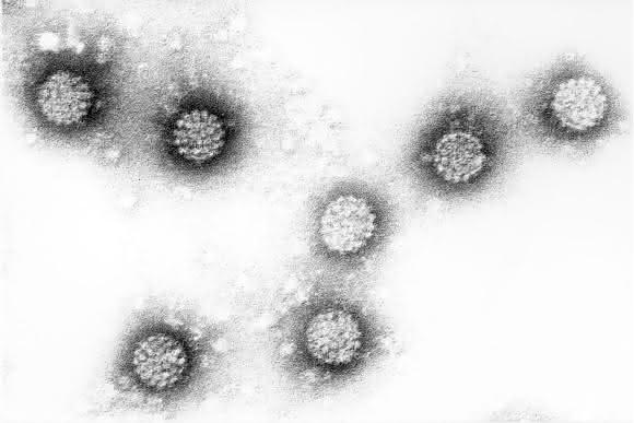 HPV-Viren HPV-Viren