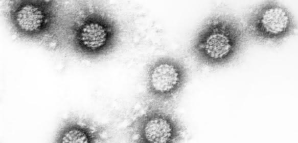 HPV-Viren