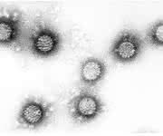 HPV-Viren