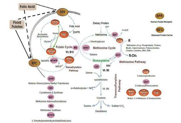 Homocysteine metabolism