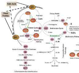 Homocysteine metabolism