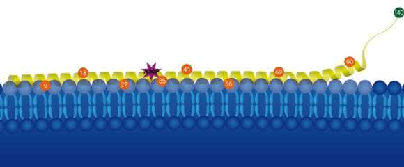 Anbindung des Proteins Alpha-Synuclein (gelb) an Lipid-Membranen (blau). Um den Einfluss einer punktuellen Mutation der 30. Aminosäure (A30P) von Alpha-Synuclein zu untersuchen, brachte Malte Dreschers Forschungsgruppe magnetische Sonden (siehe nummerierte Kreise) an das Protein an. Anbindung des Proteins Alpha-Synuclein (gelb) an Lipid-Membranen (blau). Um den Einfluss einer punktuellen Mutation der 30. Aminosäure (A30P) von Alpha-Synuclein zu untersuchen, brachte Malte Dreschers Forschungsgruppe magnetische Sonden (siehe nummerierte Kreise) an das Protein an.