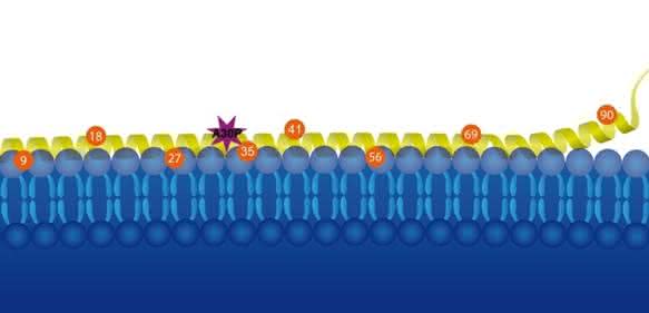 Anbindung des Proteins Alpha-Synuclein (gelb) an Lipid-Membranen (blau). Um den Einfluss einer punktuellen Mutation der 30. Aminosäure (A30P) von Alpha-Synuclein zu untersuchen, brachte Malte Dreschers Forschungsgruppe magnetische Sonden (siehe nummerierte Kreise) an das Protein an. Anbindung des Proteins Alpha-Synuclein (gelb) an Lipid-Membranen (blau). Um den Einfluss einer punktuellen Mutation der 30. Aminosäure (A30P) von Alpha-Synuclein zu untersuchen, brachte Malte Dreschers Forschungsgruppe magnetische Sonden (siehe nummerierte Kreise) an das Protein an.