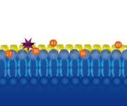 Anbindung des Proteins Alpha-Synuclein (gelb) an Lipid-Membranen (blau). Um den Einfluss einer punktuellen Mutation der 30. Aminosäure (A30P) von Alpha-Synuclein zu untersuchen, brachte Malte Dreschers Forschungsgruppe magnetische Sonden (siehe nummerierte Kreise) an das Protein an.