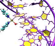 Computersimulation des Angriffs von Pt103 an den DNA-Doppelhelix. (Copyright: Juan J. Nogueira, Universität Wien) Computersimulation des Angriffs von Pt103 an den DNA-Doppelhelix. (Copyright: Juan J. Nogueira, Universität Wien)