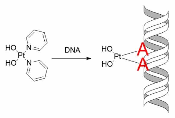 In der Zelle angekommen, bindet der Wirkstoff Pt103 bevorzugt an die Nukleobase Adenin, einem der Bausteine des Erbguts. (Copyright: Juan J. Nogueira, Universität Wien)