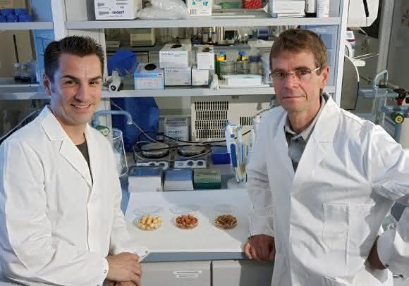 Prof. Dr. Stefan Lorkowski (links) und Prof. Dr. Michael Glei von der Universität Jena untersuchen das gesundheitliche Potenzial von gerösteter Gerste und Hafer. (Foto: Jan-Peter Kasper / FSU)