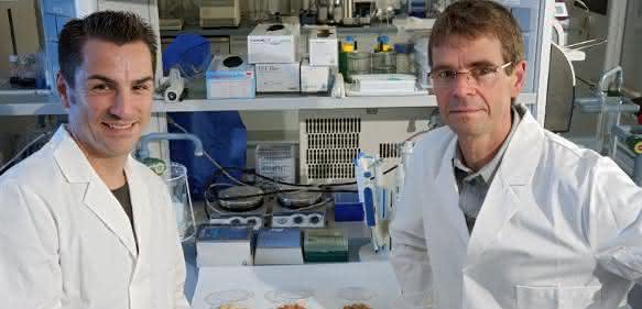 Prof. Dr. Stefan Lorkowski (links) und Prof. Dr. Michael Glei von der Universität Jena untersuchen das gesundheitliche Potenzial von gerösteter Gerste und Hafer. (Foto: Jan-Peter Kasper / FSU)