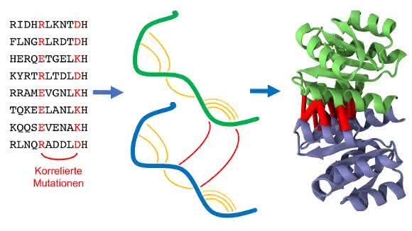 Homodimere sind identische Paare von Eiweißketten (Proteine, grün und blau), die aneinanderbinden. Die statistische Analyse der Proteinsequenzen sucht nach Mutationen, die auf eine räumliche Nähe von Proteinteilen hindeuten, sowohl innerhalb des gleichen Proteins (orange) wie auch mit dem Partnerprotein (rot). Diese Information ermöglicht es, die Proteinstruktur des Homodimers vorherzusagen. (Foto: KIT) Homodimere sind identische Paare von Eiweißketten (Proteine, grün und blau), die aneinanderbinden. Die statistische Analyse der Proteinsequenzen sucht nach Mutationen, die auf eine räumliche Nähe von Proteinteilen hindeuten, sowohl innerhalb des gleichen Proteins (orange) wie auch mit dem Partnerprotein (rot). Diese Information ermöglicht es, die Proteinstruktur des Homodimers vorherzusagen. (Foto: KIT)