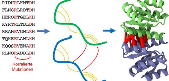 Homodimere sind identische Paare von Eiweißketten (Proteine, grün und blau), die aneinanderbinden. Die statistische Analyse der Proteinsequenzen sucht nach Mutationen, die auf eine räumliche Nähe von Proteinteilen hindeuten, sowohl innerhalb des gleichen Proteins (orange) wie auch mit dem Partnerprotein (rot). Diese Information ermöglicht es, die Proteinstruktur des Homodimers vorherzusagen. (Foto: KIT) Homodimere sind identische Paare von Eiweißketten (Proteine, grün und blau), die aneinanderbinden. Die statistische Analyse der Proteinsequenzen sucht nach Mutationen, die auf eine räumliche Nähe von Proteinteilen hindeuten, sowohl innerhalb des gleichen Proteins (orange) wie auch mit dem Partnerprotein (rot). Diese Information ermöglicht es, die Proteinstruktur des Homodimers vorherzusagen. (Foto: KIT)
