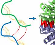Homodimere sind identische Paare von Eiweißketten (Proteine, grün und blau), die aneinanderbinden. Die statistische Analyse der Proteinsequenzen sucht nach Mutationen, die auf eine räumliche Nähe von Proteinteilen hindeuten, sowohl innerhalb des gleichen Proteins (orange) wie auch mit dem Partnerprotein (rot). Diese Information ermöglicht es, die Proteinstruktur des Homodimers vorherzusagen. (Foto: KIT)