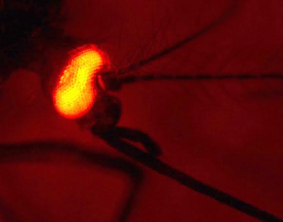 Die erfolgreiche genetische Modifizierung des Insekts wird mithilfe eines fluoreszierenden Proteins sichtbar gemacht, das hier im Auge der Mücke produziert wird. (Foto: Dr. Irina Häcker) Die erfolgreiche genetische Modifizierung des Insekts wird mithilfe eines fluoreszierenden Proteins sichtbar gemacht, das hier im Auge der Mücke produziert wird. (Foto: Dr. Irina Häcker)