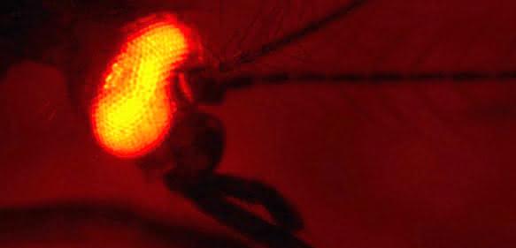 Die erfolgreiche genetische Modifizierung des Insekts wird mithilfe eines fluoreszierenden Proteins sichtbar gemacht, das hier im Auge der Mücke produziert wird. (Foto: Dr. Irina Häcker)