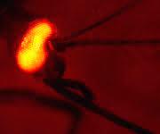 Die erfolgreiche genetische Modifizierung des Insekts wird mithilfe eines fluoreszierenden Proteins sichtbar gemacht, das hier im Auge der Mücke produziert wird. (Foto: Dr. Irina Häcker)