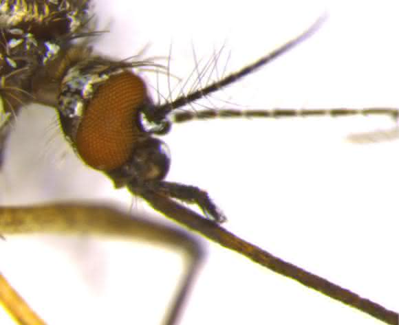 Aufnahme des Kopfes einer weiblichen Afrikanischen Tigermücke (Aedes aegypti). (Foto: Dr. Irina Häcker) Aufnahme des Kopfes einer weiblichen Afrikanischen Tigermücke (Aedes aegypti). (Foto: Dr. Irina Häcker)