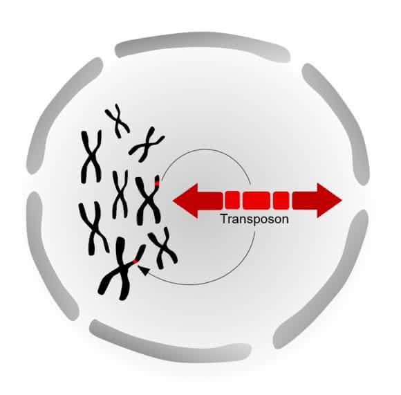 Visualisierung der Transposon-Technik. (Bild: Julia Weber / TUM)
