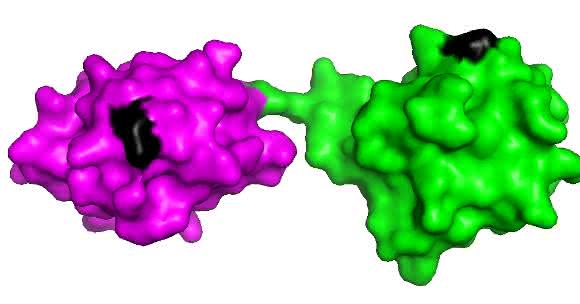 Schematische Darstellung von zwei linear verknüpften Ubiquitin-Molekülen. Die interne Markierungsstelle ist schwarz markiert. (Grafik: Koraljka Husnjak, erstellt mit PyMOL Software)