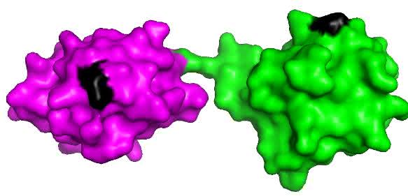 Schematische Darstellung von zwei linear verknüpften Ubiquitin-Molekülen. Die interne Markierungsstelle ist schwarz markiert. (Grafik: Koraljka Husnjak, erstellt mit PyMOL Software) Schematische Darstellung von zwei linear verknüpften Ubiquitin-Molekülen. Die interne Markierungsstelle ist schwarz markiert. (Grafik: Koraljka Husnjak, erstellt mit PyMOL Software)
