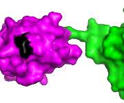 Schematische Darstellung von zwei linear verknüpften Ubiquitin-Molekülen. Die interne Markierungsstelle ist schwarz markiert. (Grafik: Koraljka Husnjak, erstellt mit PyMOL Software)