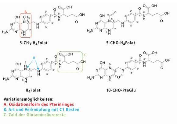 Strukturen der natürlichen Folate