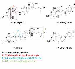 Strukturen der natürlichen Folate