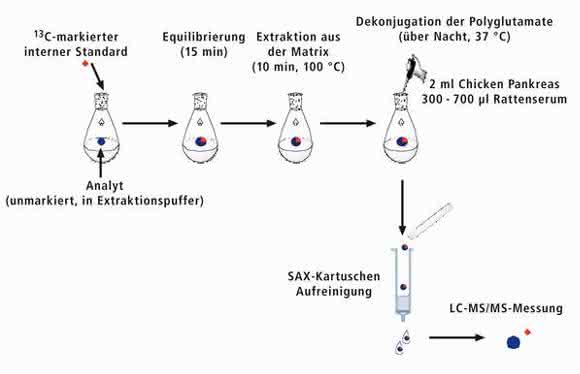Probenvorbereitung mit Stabilisotopenverdünnungsanalyse