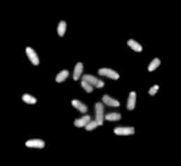 Haploider Chromosomensatz