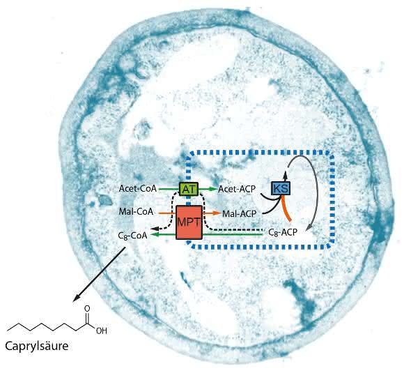 Mit einer modifizierten Fettsäuresynthase (schematisch dargestellt durch ihre synthetischen Eigenschaften innerhalb der blauen Box) kann man eine Hefezelle dazu bringen, kurzkettige Fettsäuren zu produzieren.