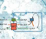 Mit einer modifizierten Fettsäuresynthase (schematisch dargestellt durch ihre synthetischen Eigenschaften innerhalb der blauen Box) kann man eine Hefezelle dazu bringen, kurzkettige Fettsäuren zu produzieren.