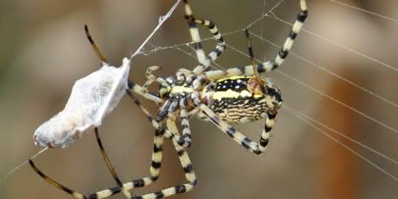 Radnetzspinne