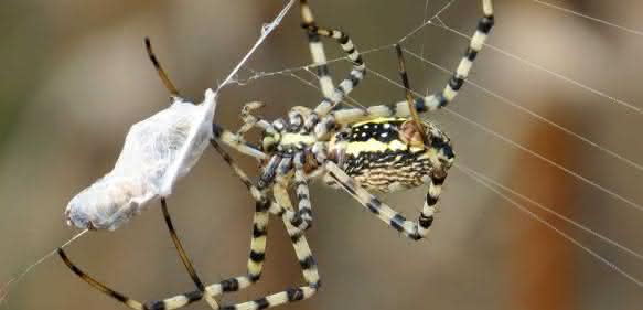 Radnetzspinne