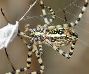 Radnetzspinne Radnetzspinne