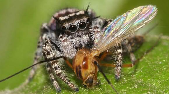 Springspinne