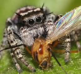 Springspinne