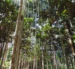 Kultivierter Urwald