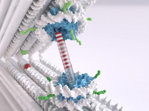 Die Pinzetten-Struktur besteht aus zwei starren DNA-Balken, die durch ein Gelenk verbunden sind. (Illustration: Chris Hohmann, NIM / Dietz Lab, TUM) Die Pinzetten-Struktur besteht aus zwei starren DNA-Balken, die durch ein Gelenk verbunden sind. (Illustration: Chris Hohmann, NIM / Dietz Lab, TUM)