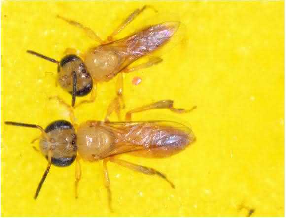 Eine Soldatin der Art Tetragonisca angustula (unten) im Vergleich zu einer Sammlerin des gleichen Stocks; aufgenommen kurz nach dem Schlüpfen, weshalb die Bienen noch ohne Pigmentierung sind. (Foto/©: Christoph Grüter)