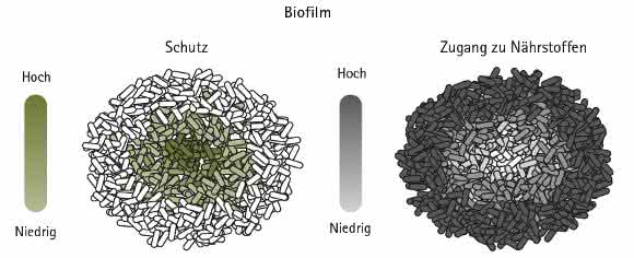 Biofilm-Graphik