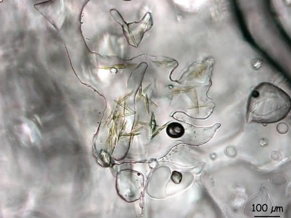 Die Kieselalge Fragilariopsis cylindrus lebt in kleinen Kanälen im Eis, die entstehen, wenn Meerwasser gefriert. (Bildnachweis: Dr. Karen Junge, University of Washington, USA)