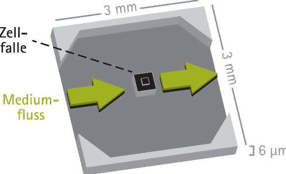 Schematische Darstellung der in den Biofilmexperimenten verwendeten Mikrofluidik-Platte. Die Richtung des Mediumflusses ist durch die grünen Pfeile angezeigt.