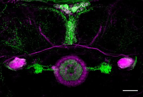 Wenige Ringneurone (grün) im Ellipsoidkörper der Fliege (magenta in der Bildmitte) enthalten das visuelle Orientierungsgedächtnis. Der Balken (rechts unten) entspricht 25 µm. (Foto/©: AG Strauss, JGU) Wenige Ringneurone (grün) im Ellipsoidkörper der Fliege (magenta in der Bildmitte) enthalten das visuelle Orientierungsgedächtnis. Der Balken (rechts unten) entspricht 25 µm. (Foto/©: AG Strauss, JGU)